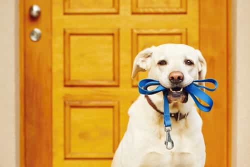 Dream job alert: this Dublin company will pay you to walk dogs all day