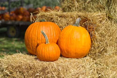 Get Your Creative Juices Flowing With A Pumpkin Decorating Competition At The National Botanic Gardens