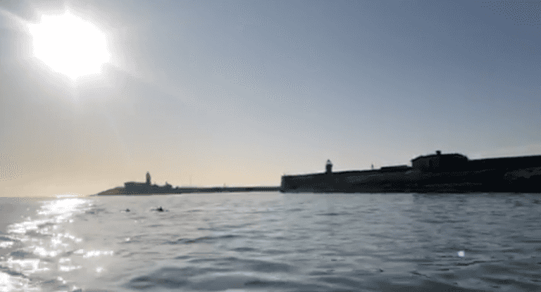 WATCH: Dolphins were spotted at Dun Laoghaire Harbour last week