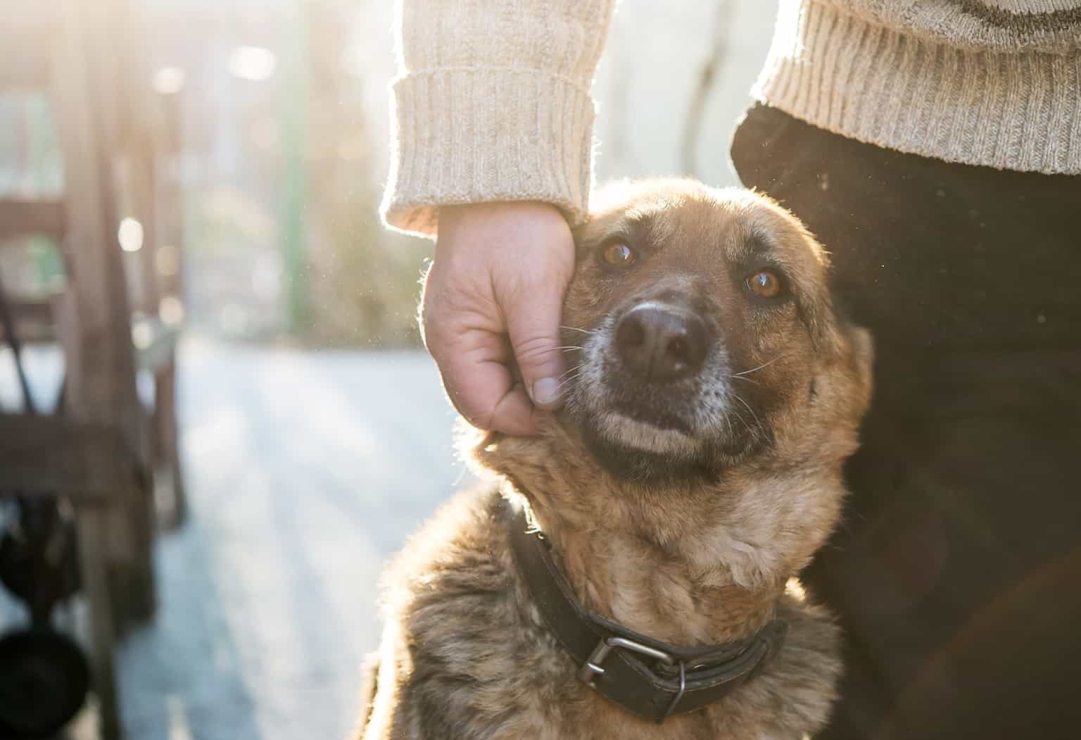 Dáil to consider motion imposing harsher sentences for dog theft