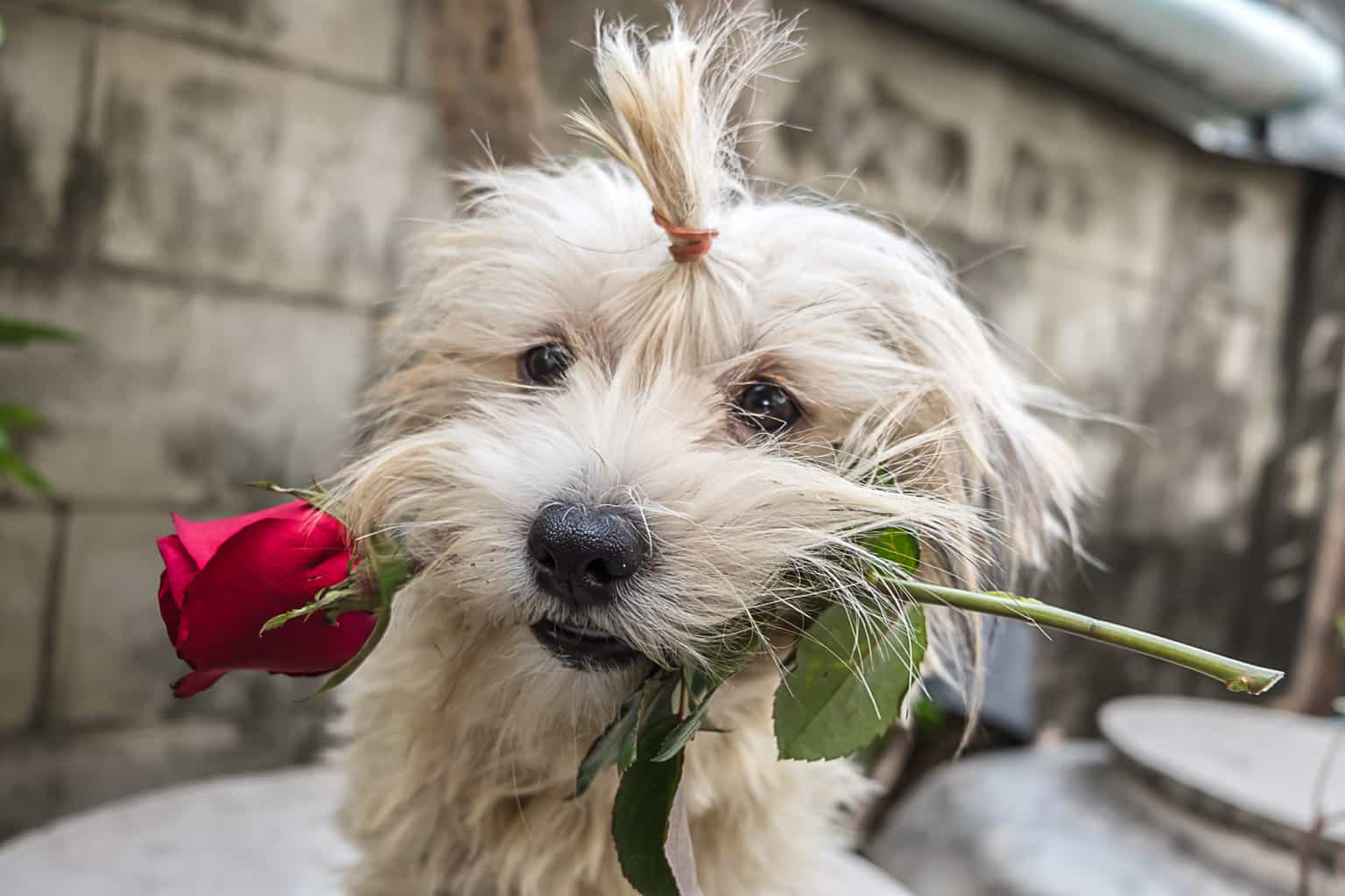 Five fun, alternative ways to celebrate Valentine’s Day this weekend