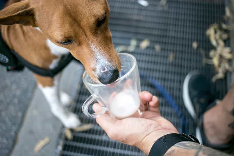 This Leeson Street spot has just added puppuccinos to their menu 