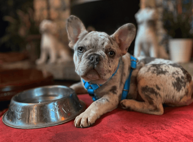 Dog friendly Dublin: 21 northside cafés, pubs and restaurants to take your pup to