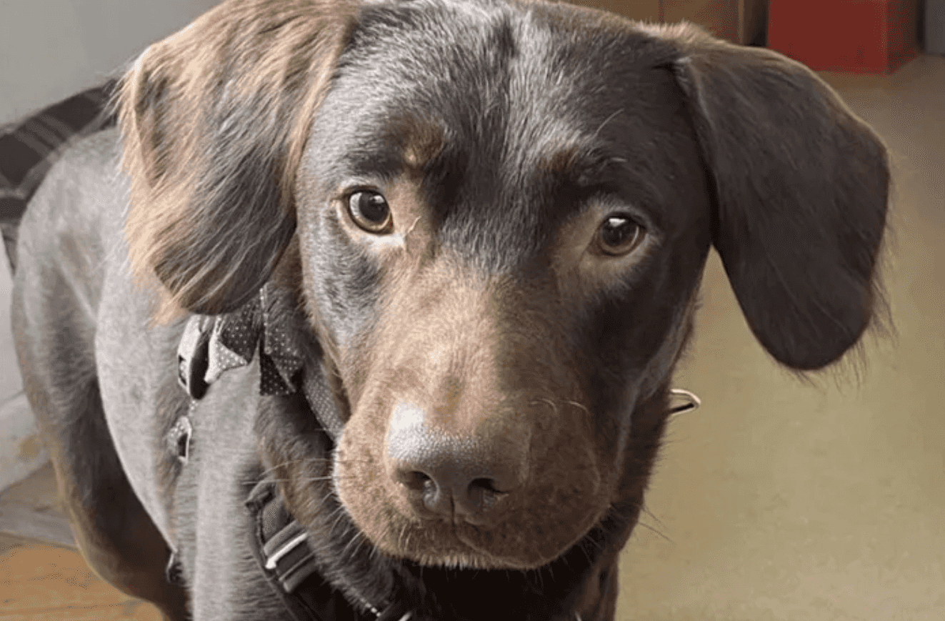‘Alcoholic dog’ first of its kind to be treated for addiction