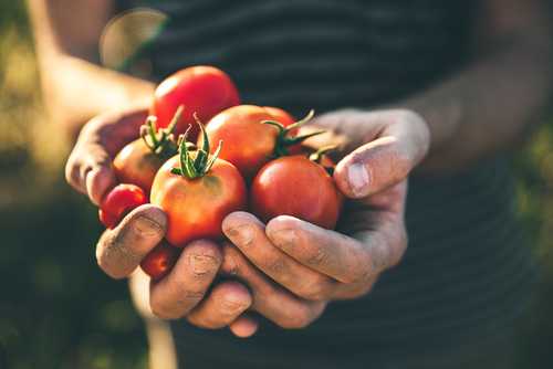 There’s A Totally Terrific Tomato Festival Happening In Dublin This Week