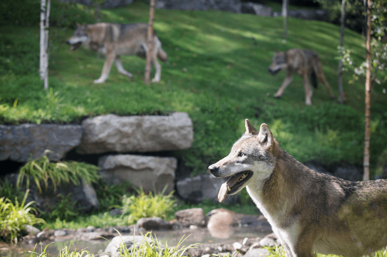 The New Wolves In The Woods Habitat Has Opened At Dublin Zoo