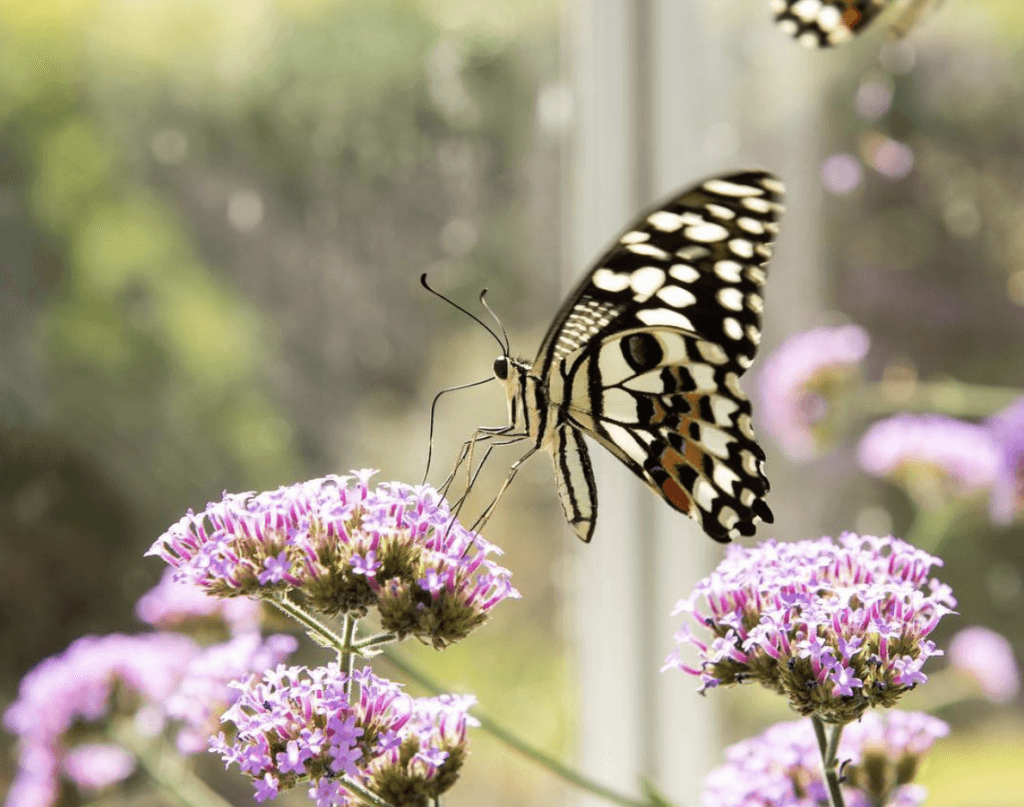 This Butterfly Garden Is One Of Dublin’s Hidden Gems