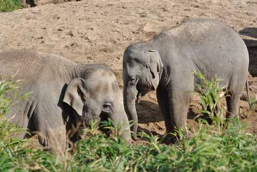 You Can Get Half-Price Tickets To Dublin Zoo For The Next Two Weekends