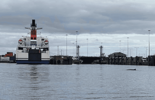 The Whale Spotted In The Liffey Has Sadly Passed Away