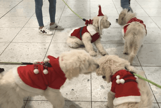 A bunch of adorable puppies are greeting Dublin Airport passengers today