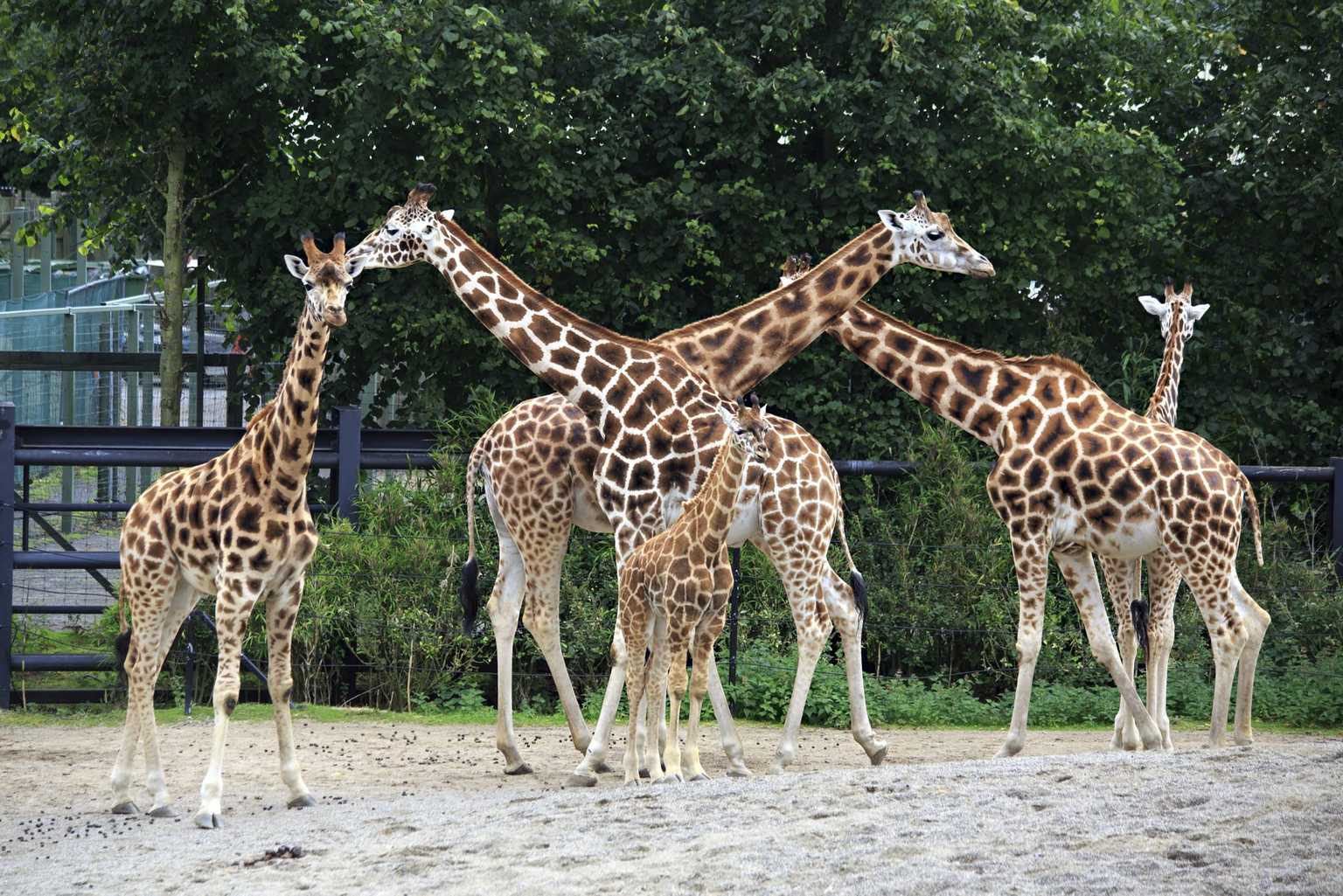 Adults can visit Dublin Zoo for half the price for the rest of the year