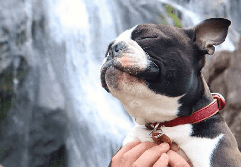Toby The Gentleman is the Dublin doggo you should follow on Instagram