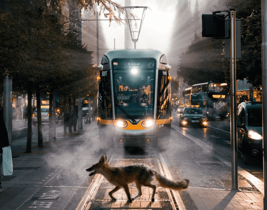 PICS: these were Lovin Dublin’s top 10 Instagram photos of the year