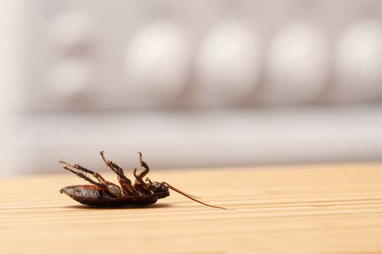 Cockroaches in kitchen the reason for closure of Dublin restaurant last month