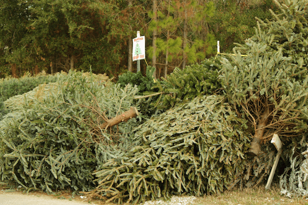 Fingal and SDCC reveal 38 locations to recycle your Christmas tree