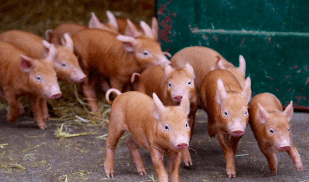Dublin Zoo has welcomed 13 adorable new piglets