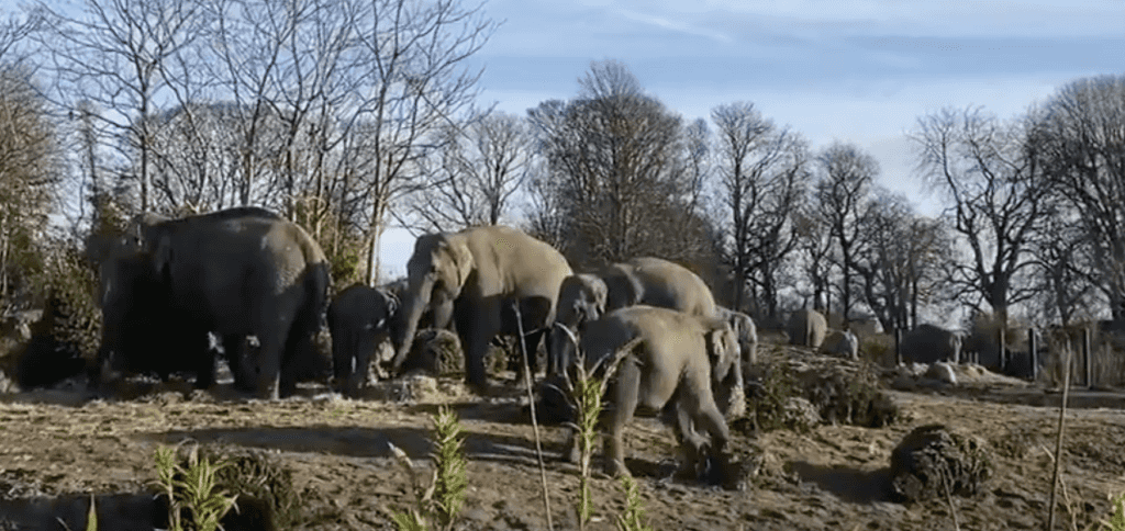 WATCH: Elephant calves at Dublin Zoo had a ball playing with discarded Christmas trees