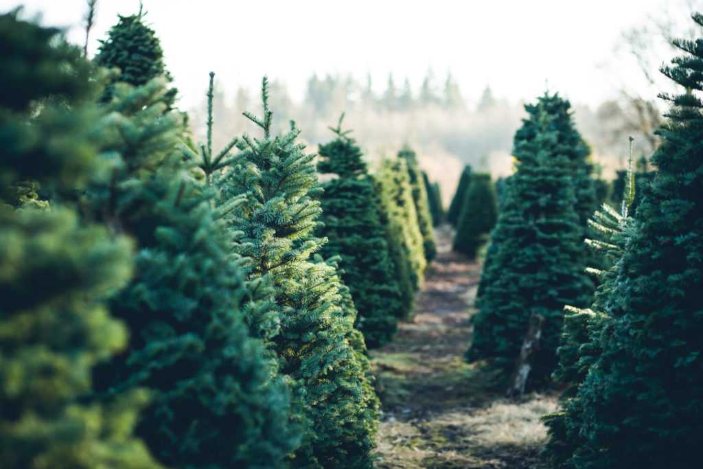 Here’s how to help Dublin’s homeless while disposing of your Christmas tree