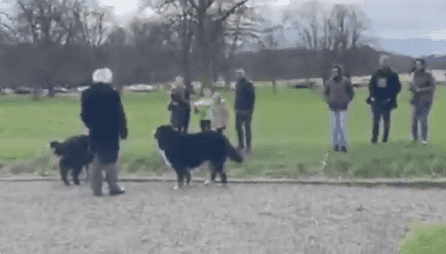 Michael D got the dogs out today and Sioda seems to be on the mend