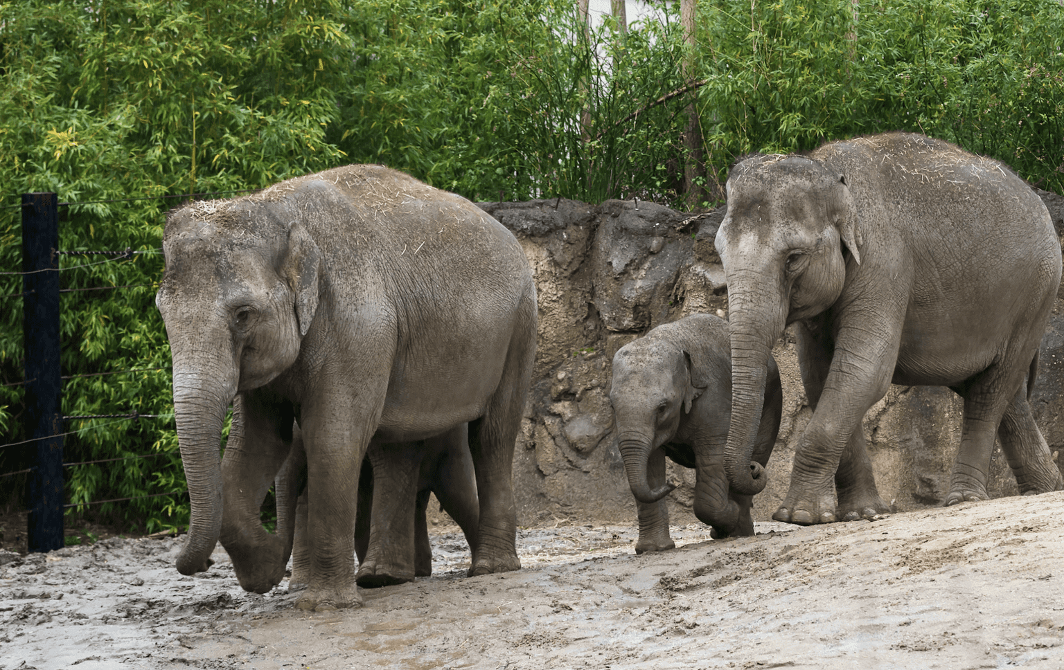 These Dublin Zoo activity books will keep the kids busy for hours