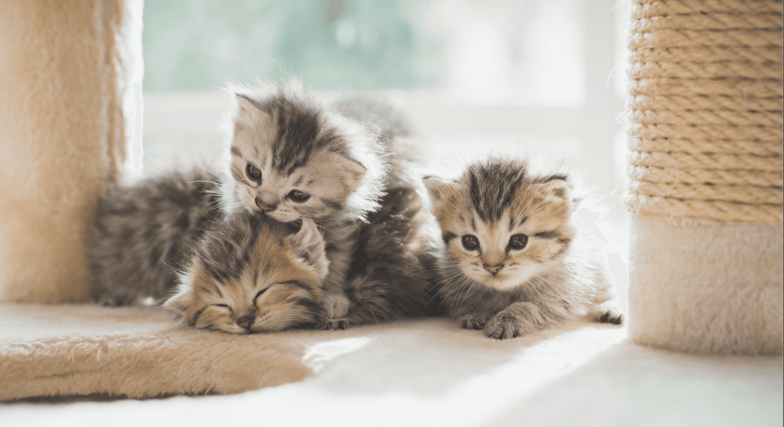 A virtual cat fair is happening online this weekend