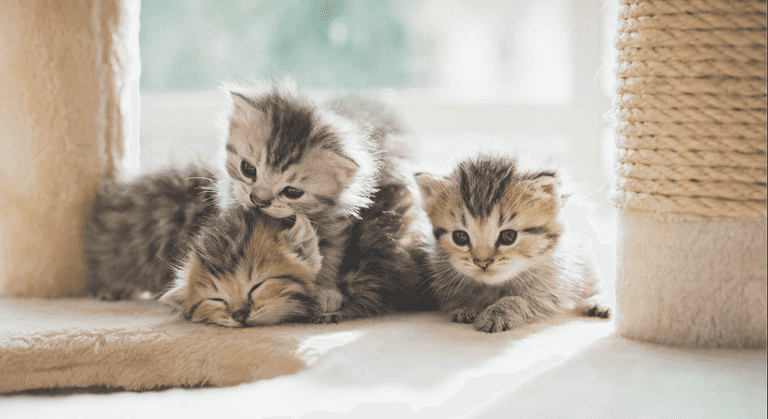 A virtual cat fair is happening online this weekend