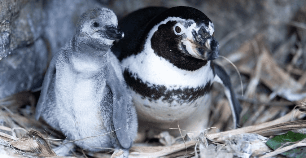 Dublin Zoo has shared a photo of their new arrivals