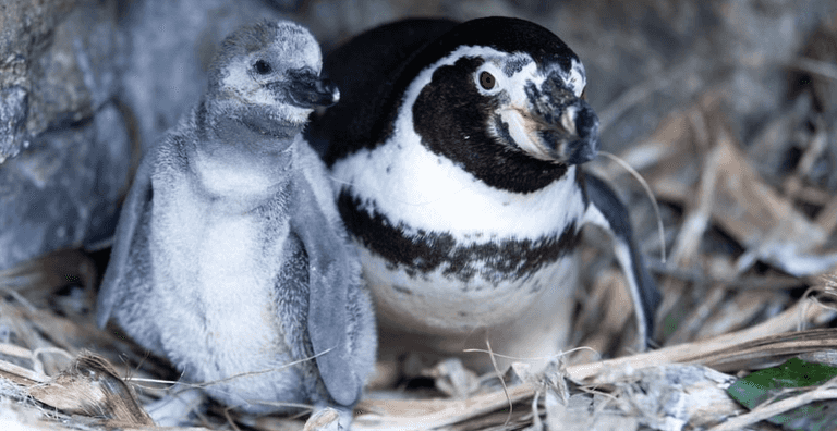 Dublin Zoo has shared a photo of their new arrivals