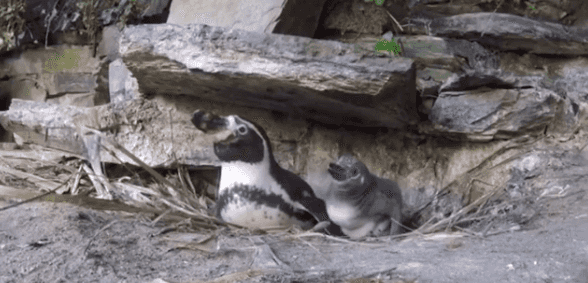 WATCH: Dublin Zoo shares adorable video of its new penguin chicks