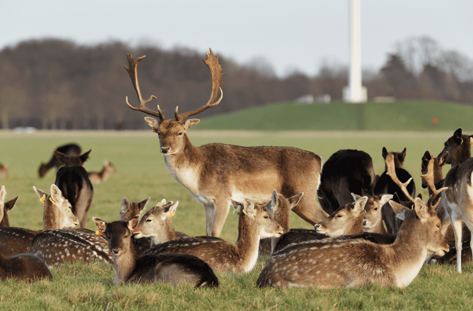 Phoenix Park gates to remain closed
