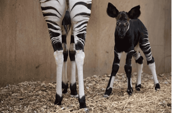 Dublin Zoo have asked the public to name their new okapi calf