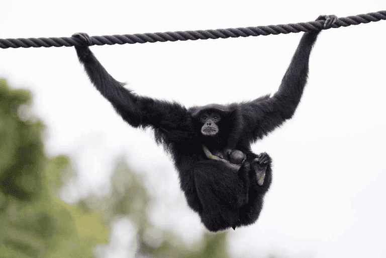 Dublin Zoo has a new resident and that’s certainly worth another visit