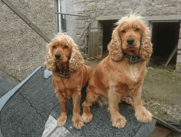 Dublin family delighted after being reunited with stolen pups