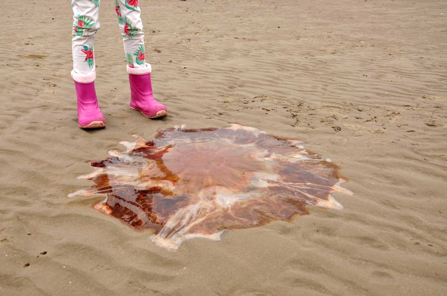 Dublin bathers urged to be ‘extra vigilant’ as dangerous jellyfish spotted on beaches