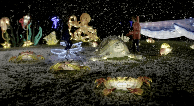 Dublin Zoo confirms sad news that Wild Lights will NOT go ahead this year