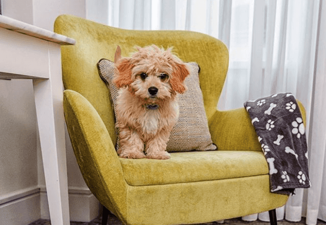 This Dublin hotel has a full room service menu… for dogs