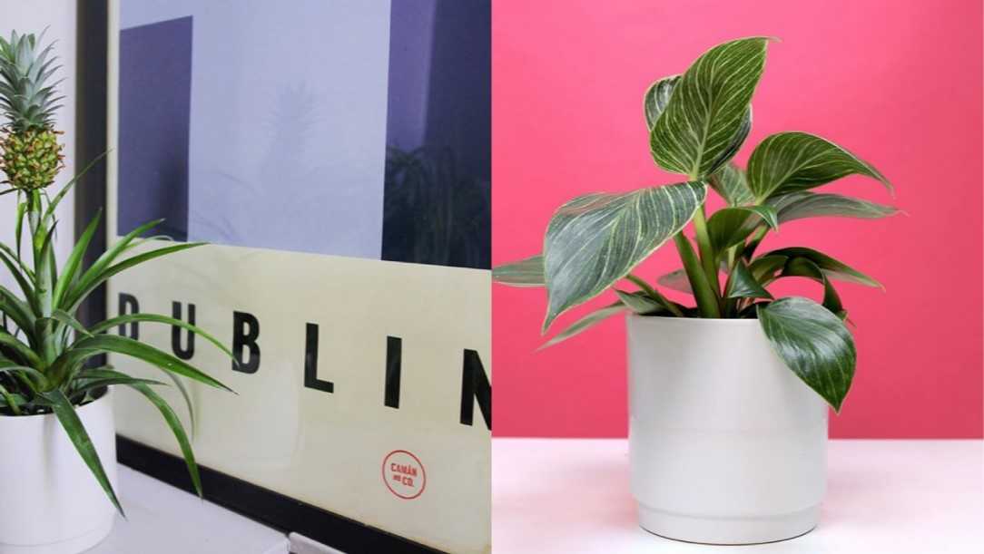 Calling all plant parents – there’s an indoor plant pop-up happening this week 