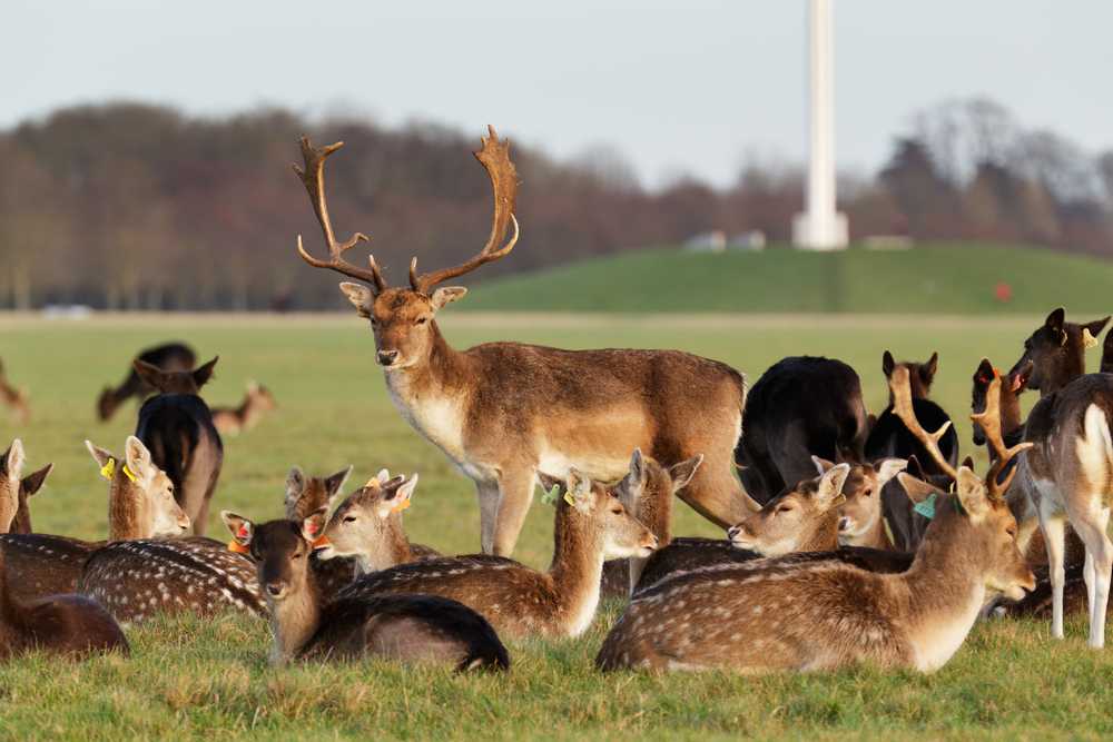 ‘Senseless’ Phoenix Park incident proves you should never feed the deer