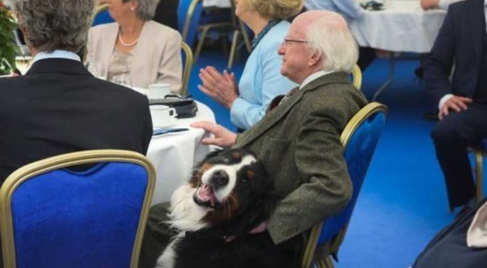 A new furry friend is set to join Bród at the Áras soon