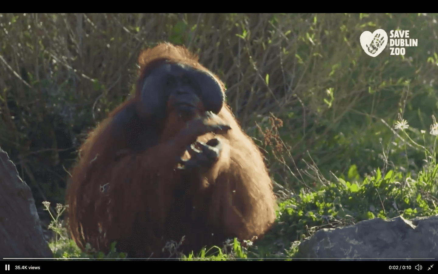 Dublin Zoo issue heartfelt message after donations pass €1,000,000