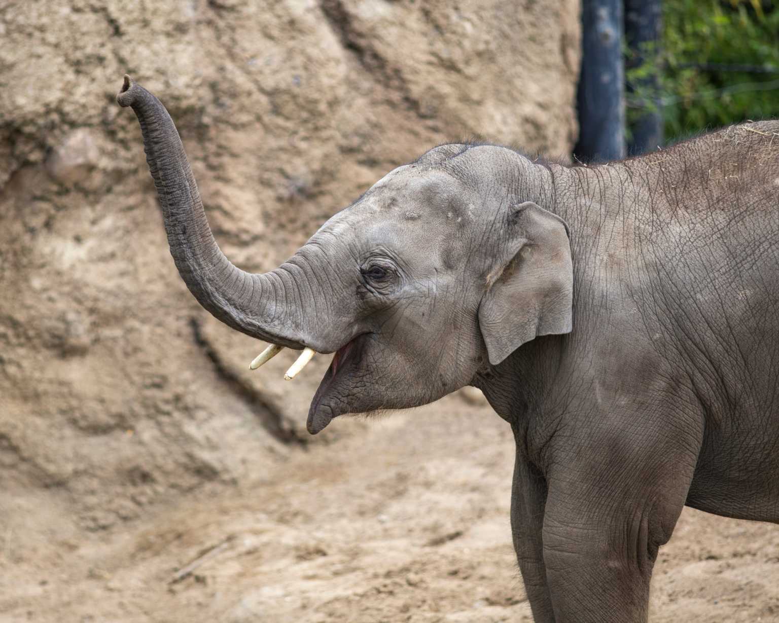 Dublin Zoo staff blown away by huge response as fundraiser surpasses €1.7million mark