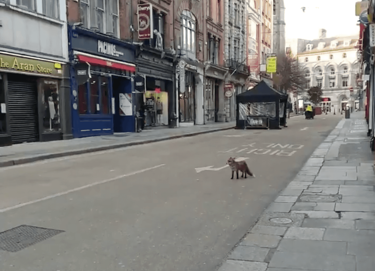 WATCH: An inquisitive fox was spotted roaming around Dublin yesterday 