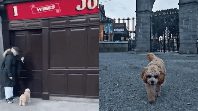 WATCH: Dublin pub shares adorable video of regular ‘fur buddy’ who stops by on every walk