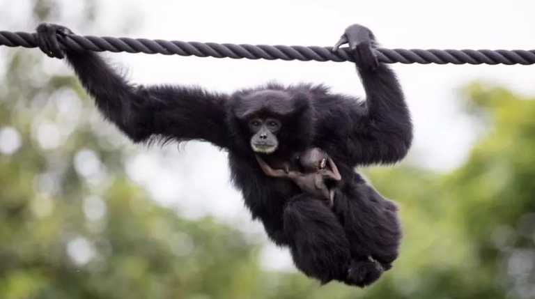 Dublin Zoo needs name suggestions for one of their furry residents
