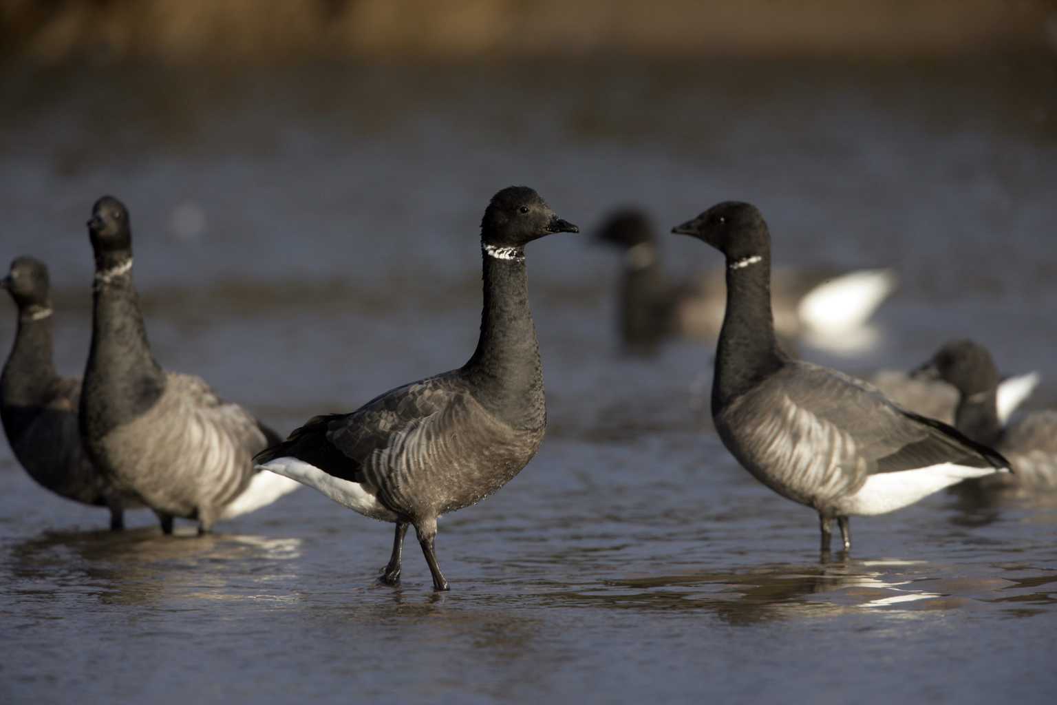 Spotted these unusual geese in Dublin? Experts explain where they come from and why they’re here