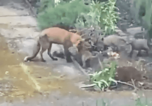 WATCH: Trinity College congratulates ‘Trinity Fox’ on birth of her five cubs