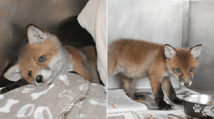 DSPCA share heartbreaking story of orphaned fox cubs Lovey and Cubby