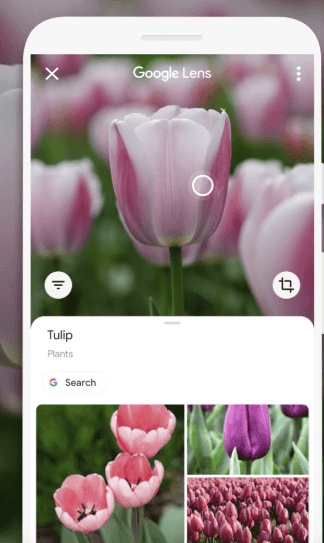 Google’s new camera feature can help identify thousands of Irish flowers, birds and insects