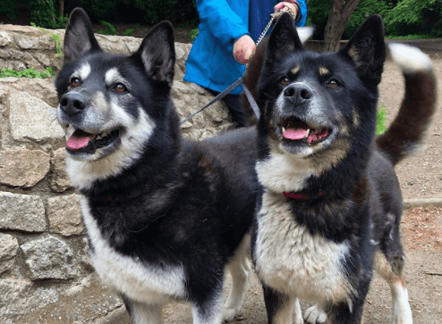 5 dog-friendly walks for you and your pooch this weekend