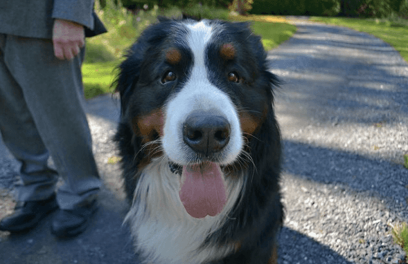 We’re loving this gorgeous homage to Ireland’s favourite Bernese Mountain Dogs